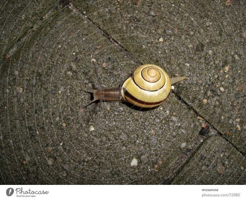 Nachtwanderung langsam wandern ruhig Erholung Außenaufnahme Tier Stein Schnecke