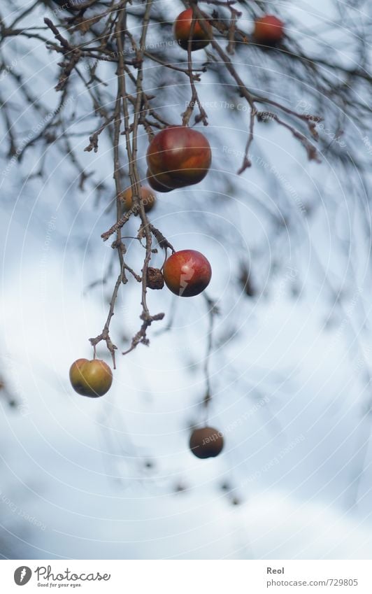 Herbstüberreste Apfel Umwelt Natur Pflanze Luft Himmel Wolken Winter schlechtes Wetter Baum Grünpflanze Nutzpflanze Wildpflanze Apfelbaum Garten Wald alt Essen