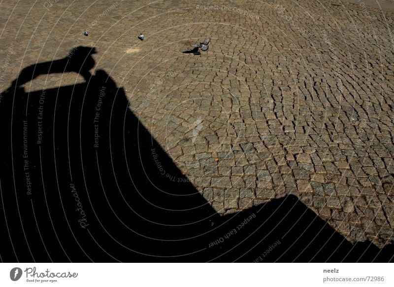 Gut gebrüllt...02 Gully Löwe Braunschweig Taube Stadt Schatten Kopfsteinpflaster Strukturen & Formen Schönes Wetter