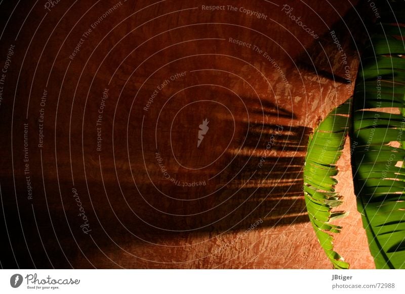 Schattenschweif Nacht Palme Blatt grün Terrakotta Licht geheimnisvoll Sommer Ferien & Urlaub & Reisen Kontrast Lichtstrahl