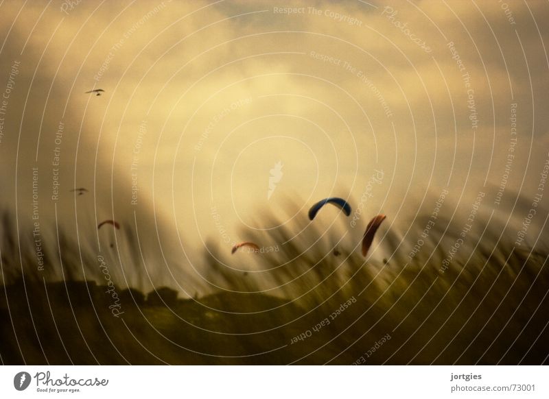 Der Wind, der Wind Sonne Sommer Küste Gleitschirm gleiten fliegen Freude Luft Meer Strand Sturm Sport Himmel Luftverkehr Lenkdrachen