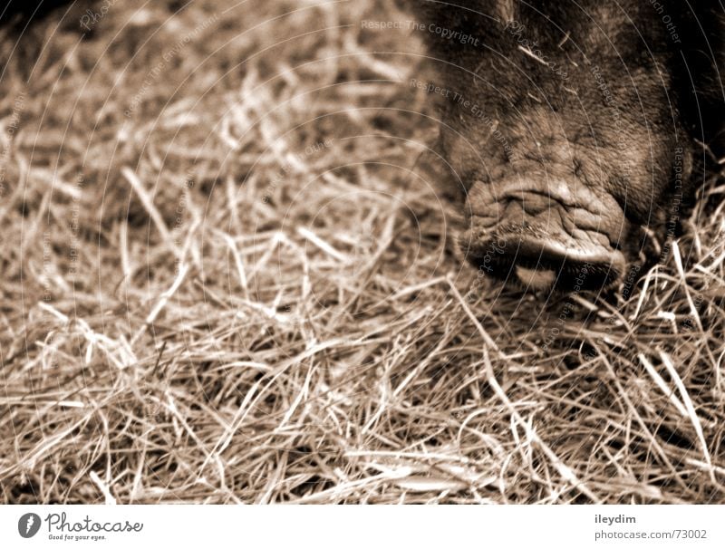 Schnäuzchen Schwein Tier Paarhufer braun Grunzen Borsten Schnauze Zoo Futter Stroh dunkel Schnitzel Hausschwein Wildschwein Sau Eber Ferkel Spanferkel Haustier