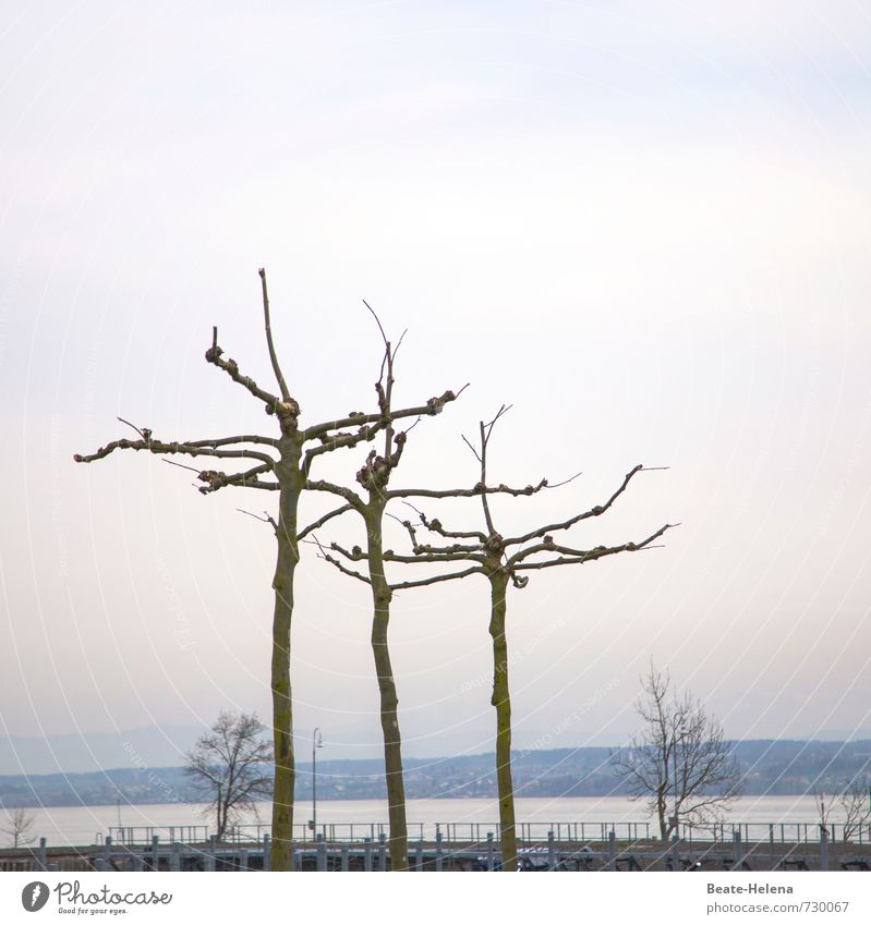 AST 7 | heiter bis wolkig Ferien & Urlaub & Reisen Ausflug Umwelt Natur Landschaft Himmel Frühling Pflanze Baum Hafenstadt Wege & Pfade stehen Wachstum blau