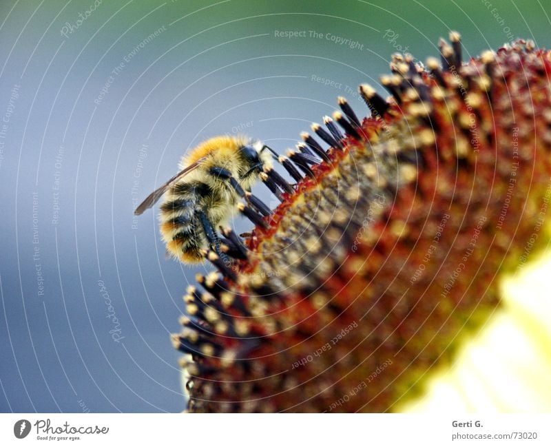 Stechimme Honigbiene Biene Hautflügler Fluginsekt stechen Hummel gestreift bestäuben Sonnenblume Staubfäden Imker Pollen tanken Insekt Biene Maja süß wildbiene