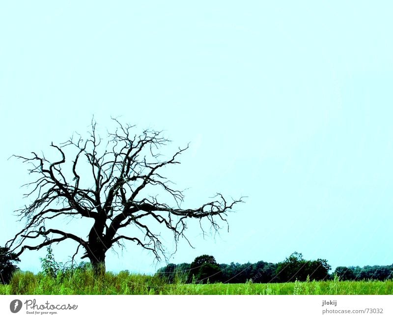 lonely Baum Flußauen grün Einsamkeit Gras Wachstum groß stark Pflanze Natur live Leben schön Vergänglichkeit blau farbschraube tree blue Kontrast alone grass