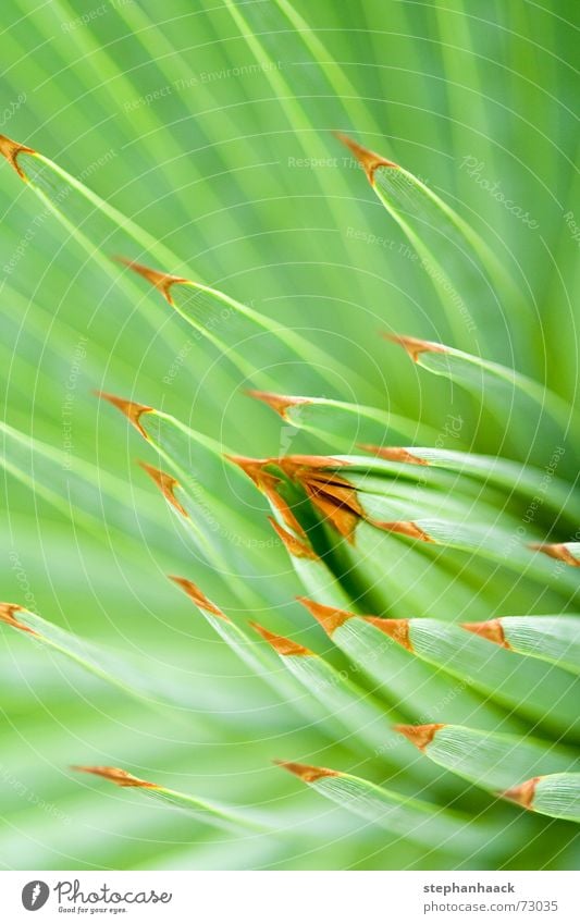 o.T. grün Kaktus nah tief Makroaufnahme Natur Spitze Stachel