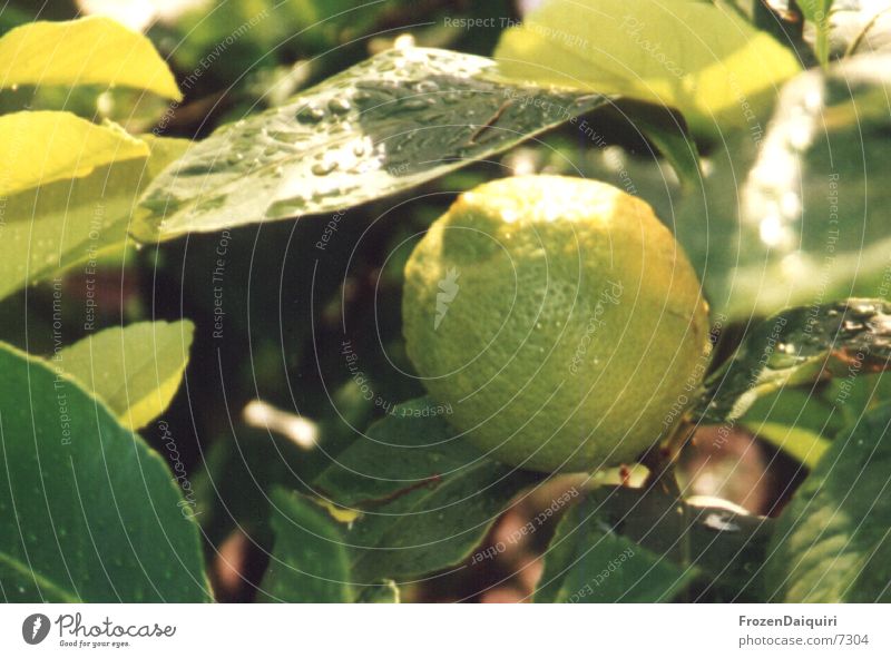 Lemontree Zitrone grün gelb Wassertropfen Licht Ast Sonne