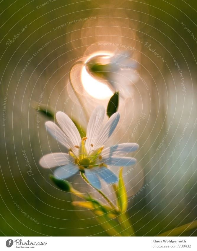 Nahaufnahme einer Sternmierenblüte, im Hintergrund hübsches Bokeh. Pflanze Sonnenlicht Frühling Blume Blüte Grünpflanze Wildpflanze Garten Park Wiese Blühend