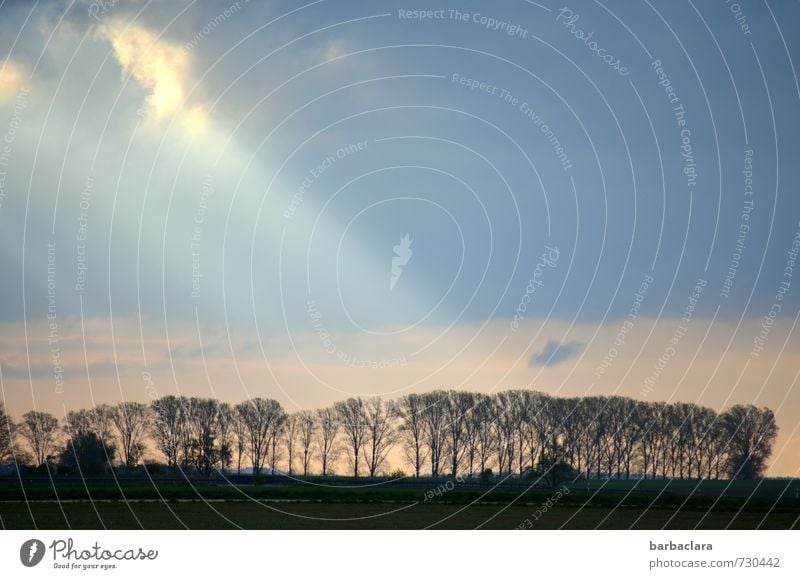 Glückwünsche und einen sonnigen Tag Natur Landschaft Himmel Wolken Sonne Frühling Baum Allee Straße leuchten Stimmung Lebensfreude Freiheit Hoffnung Idylle