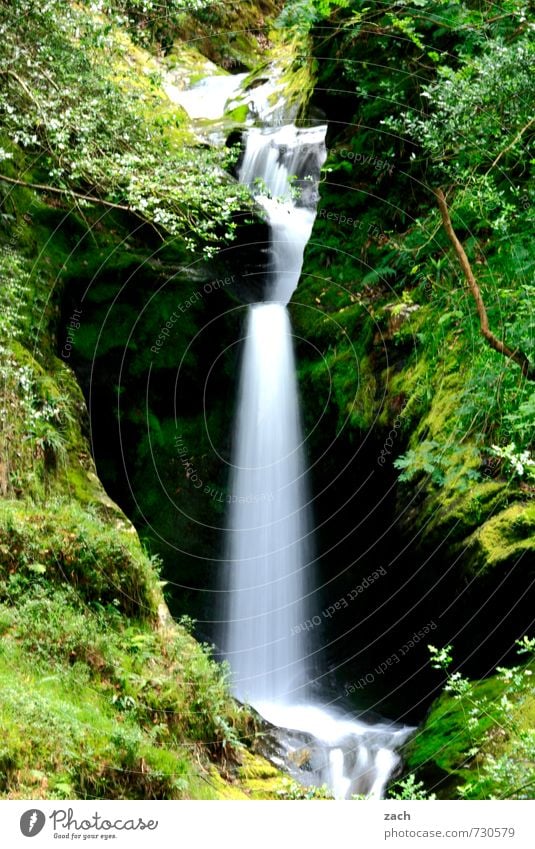 Seide Umwelt Natur Landschaft Pflanze Wasser Frühling Sommer Baum Gras Sträucher Moos Wiese Wald Hügel Felsen Bach Fluss Wasserfall weich grün Idylle rein ruhig