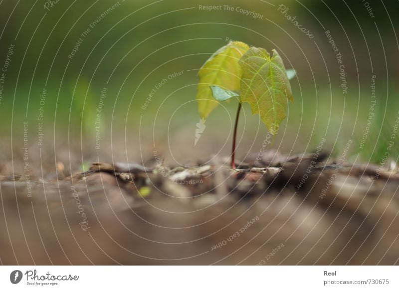 Bäumchen Natur Pflanze Erde Frühling Baum Blatt Wildpflanze Ahorn Ahornblatt Ahornsamen Wald alt Wachstum Stadt braun grün Frühlingsgefühle Baumschössling