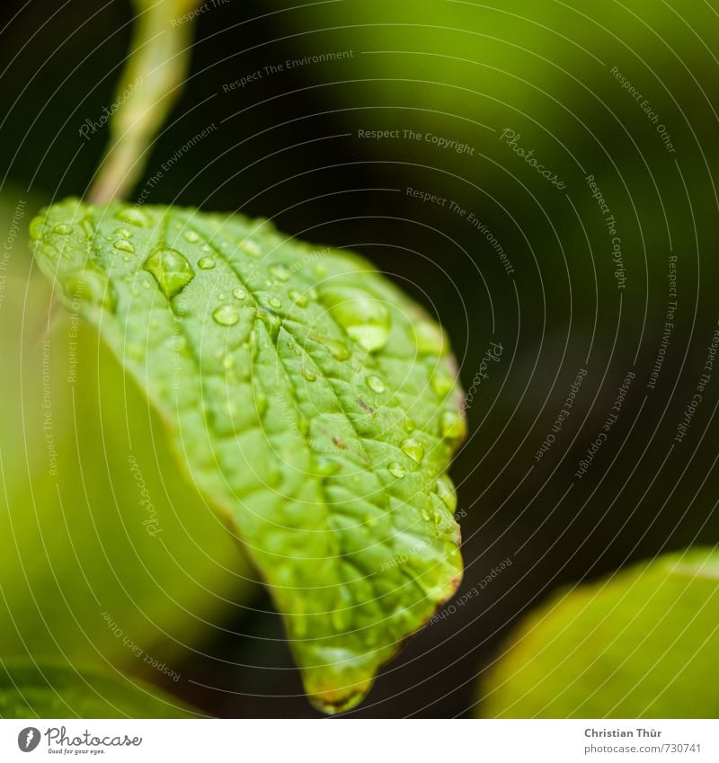 Nässe Umwelt Natur Wassertropfen Frühling schlechtes Wetter Regen Pflanze Blatt leuchten nass grün schwarz Gefühle Stimmung Frühlingsgefühle ästhetisch