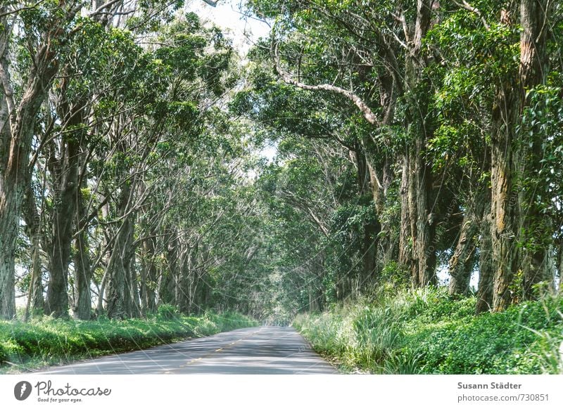 tree tunnel Natur Schönes Wetter Baum einzigartig Tunnelblick Allee Kauai Hawaii Farbfoto Außenaufnahme Menschenleer Starke Tiefenschärfe Zentralperspektive