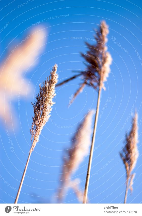 blue grass Sommer Landschaft Pflanze Schönes Wetter Gras Garten Küste blau Zufriedenheit ruhig Sehnsucht bequem Schilfrohr Farbfoto Nahaufnahme Detailaufnahme