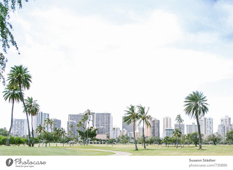 waikiki golf course Wolken Sonnenlicht Schönes Wetter Baum Wildpflanze Oase standhaft Palme Golfplatz Hochhaus Waikiki Hawaii Wiese Insel Stadt Palmentapete