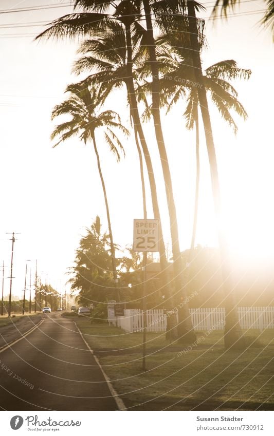 Gegenlichtpalme Natur Wolkenloser Himmel Schönes Wetter Baum Grünpflanze exotisch Oase Verkehrswege hell Verkehrsschild Meile 25 Palme Hawaii Oahu Autobahn