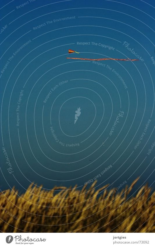 Trügerische Freiheit Lenkdrachen fliegen Gras Getreide Küste Meer Stranddüne Düne Himmel Luftverkehr