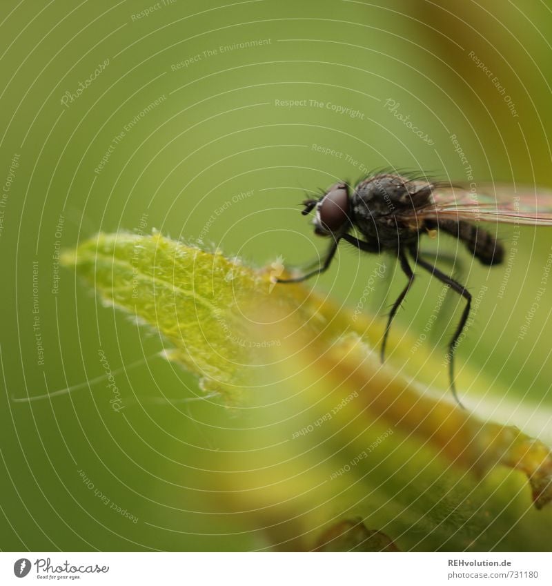 Fliege Umwelt Natur Tier Pflanze Blatt Garten warten klein grün Insekt Farbfoto Außenaufnahme Nahaufnahme Detailaufnahme Makroaufnahme Textfreiraum oben Tag