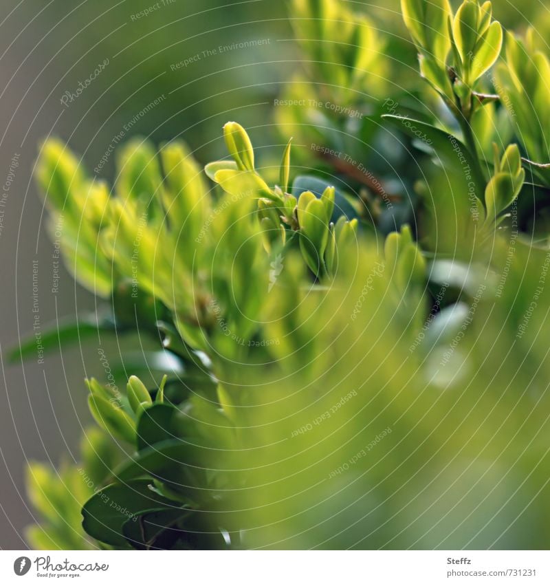 Frühlingshecke Hecke Buchsbaum Buchsbaumhecke Gartenhecke Heckenpflanzen Jungpflanze Frühlingsgrün Sträucher Grünpflanze hellgrüne Blätter junge Blätter buschig