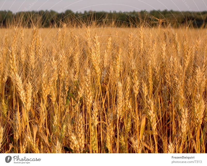 ein bett im kornfeld? Weizen Feld braun Physik Landwirtschaft Korn orange Sonne Wärme Abend agriculture farming