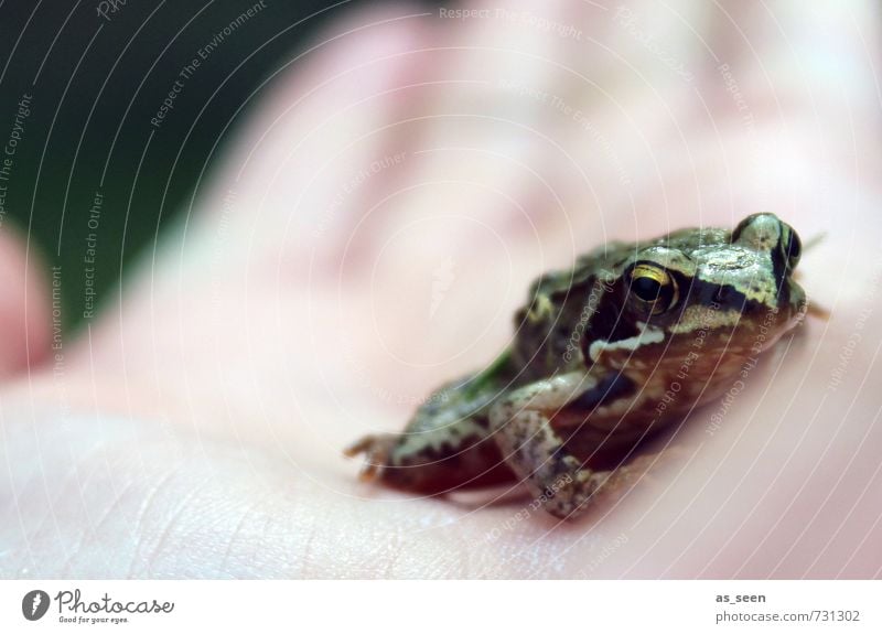 Küss mich ;-) Hand Umwelt Natur Wasser Frühling Sommer Klima Wetter Garten Wiese Tier Frosch Tiergesicht 1 Prinz beobachten berühren hocken krabbeln Küssen