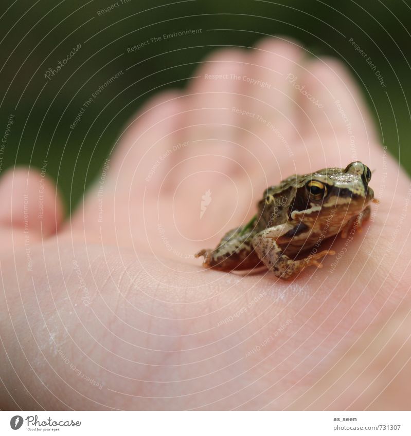 Jump! Garten Gartenarbeit Kindheit Hand Finger Umwelt Natur Tier Frühling Sommer Klima Wetter Wiese Seeufer Teich Wildtier Frosch 1 Prinz beobachten berühren