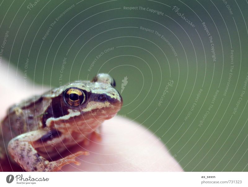 Froschkönig Hand Umwelt Natur Tier Frühling Sommer Klima Wetter Garten Wiese Teich Bach Wildtier Tiergesicht 1 hocken Küssen ästhetisch authentisch glänzend