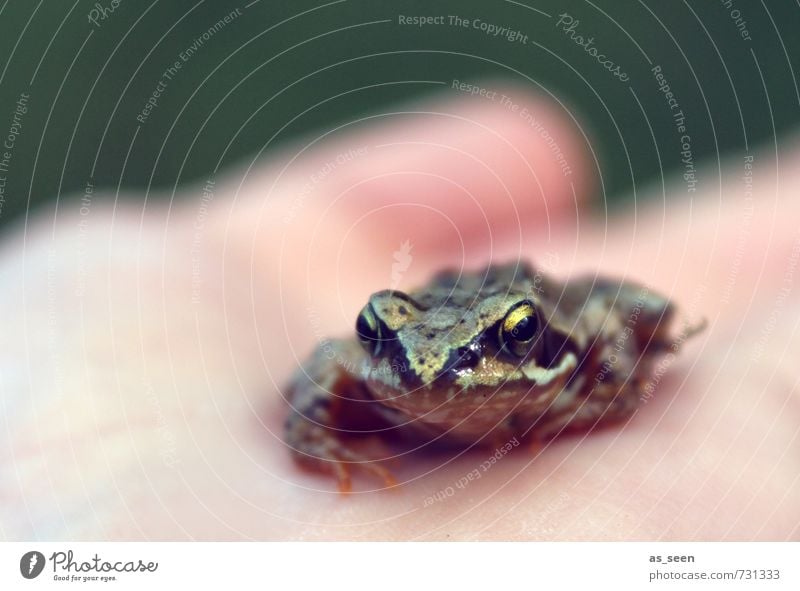 Verzauberter Prinz Hand Umwelt Natur Landschaft Wasser Frühling Sommer Klima Wetter Teich See Bach Garten Tier Wildtier Frosch 1 hocken krabbeln Küssen springen