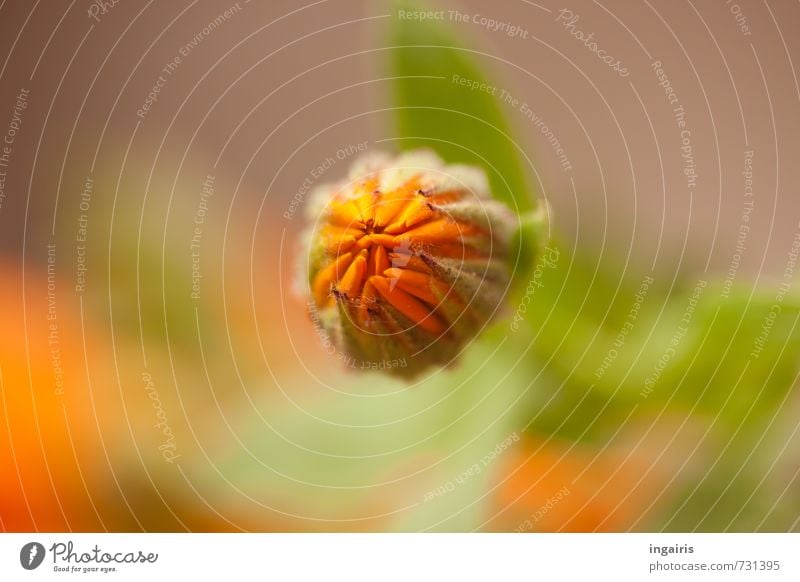 Ringelblumenknospe Natur Pflanze Frühling Blüte Nutzpflanze Blütenknospen Blühend leuchten Wachstum einfach schön Wärme grün orange Stimmung Frühlingsgefühle