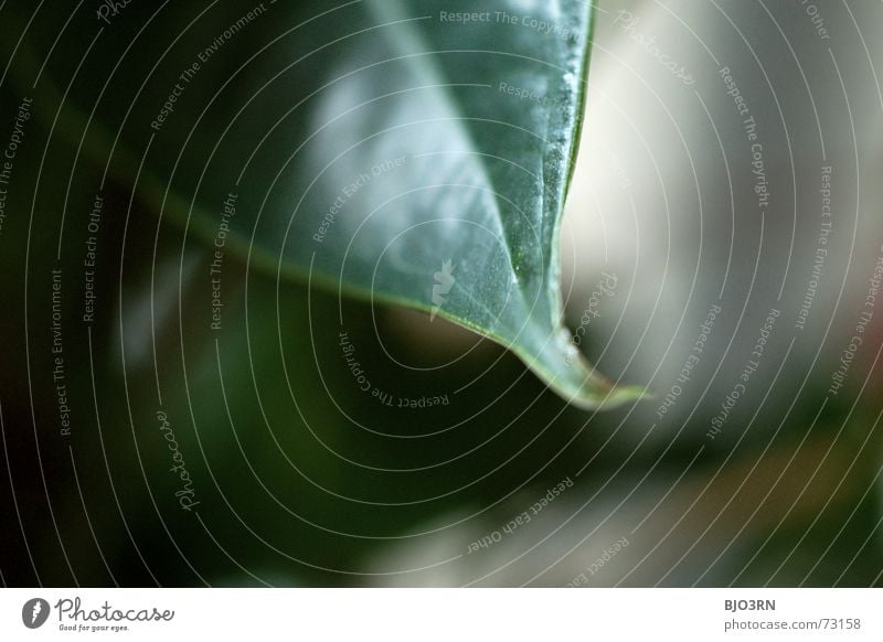 kein pokerblatt Blatt grün dunkelgrün Natur Unschärfe Blattadern Grünpflanze Zierpflanze Zimmerpflanze dark green horizontal format leaf leaves plants