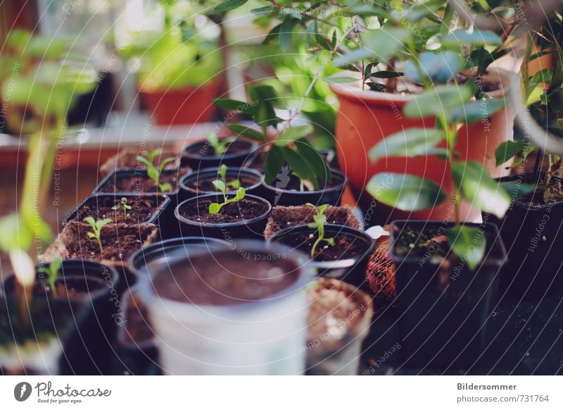 greenhouse effect Gemüse Bioprodukte Pflanze Blatt Grünpflanze Topfpflanze Garten Gewächshaus Wachstum natürlich braun grün Erfolg Leidenschaft geduldig Beginn