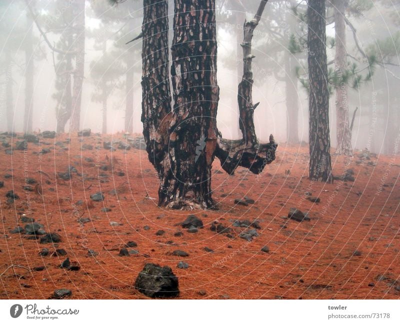 Siamesischer Zwillingsbaum Natur Pflanze Erde Herbst Nebel Baum Wald rot Einsamkeit Nebelwald La Palma krüppel siamesischer zwilling Tannennadel Farbfoto