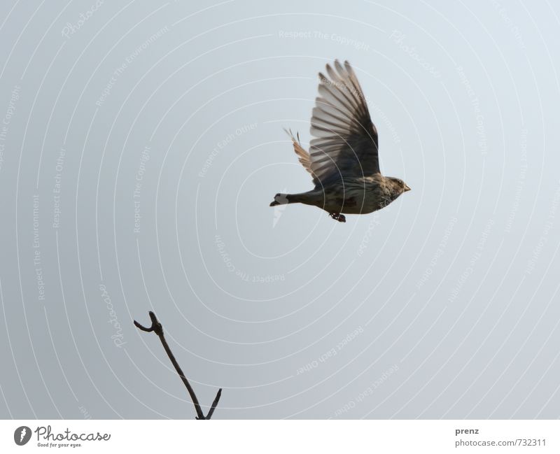 Grauammer fliegend Umwelt Natur Tier Himmel Schönes Wetter Wildtier Vogel Flügel 1 braun grau Singvögel Zweige u. Äste Farbfoto Außenaufnahme Menschenleer