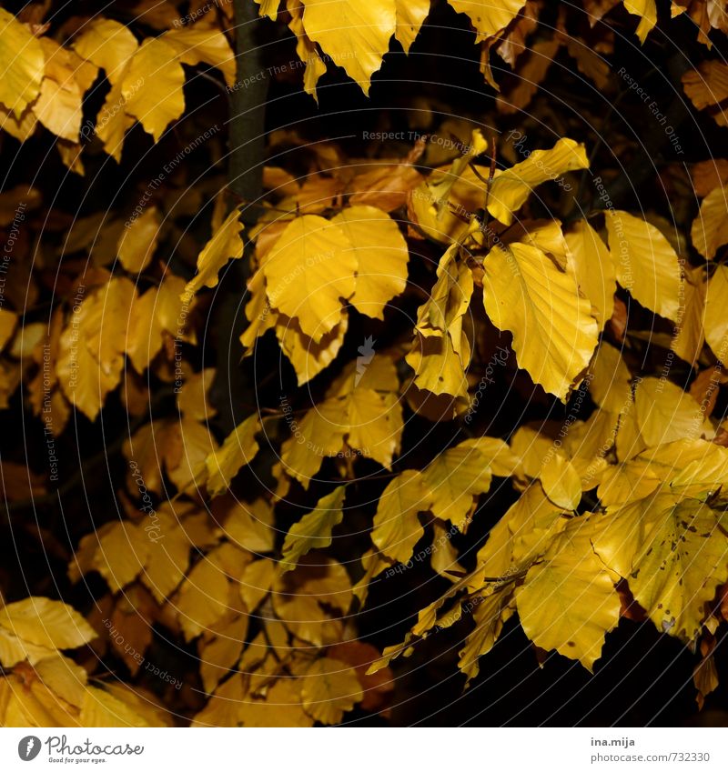 goldener herbst Umwelt Natur Landschaft Pflanze Baum Sträucher Wildpflanze Garten Park Wald gelb Jahreszeiten Herbst Herbstwald Blatt Laubwald herbstlich