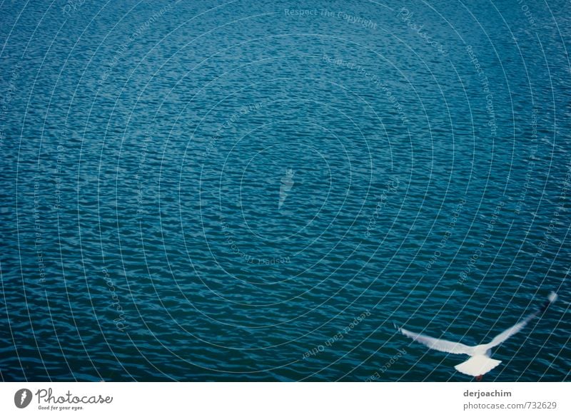 TieffliegerVogel - Möve fliegt alleine rechts über dem Pacific dicht über dem Wasser. elegant ruhig Freiheit Körper 1 Mensch Umwelt Natur Sommer Schönes Wetter