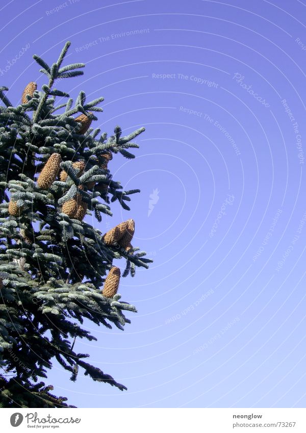 O Zapft is Tanne grün Winter Himmel blau Schnee Tannennadel