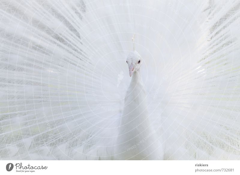 snow Tier Wildtier Zoo Pfau 1 beobachten Blick ästhetisch außergewöhnlich elegant exotisch hell schön weiß selbstbewußt Kraft achtsam Wachsamkeit majestetisch