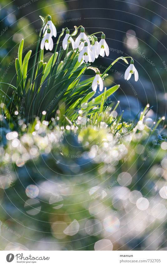 Schneeglöckchen Natur Pflanze Frühling Winter Blume Blüte Frühblüher glänzend leuchten authentisch kalt natürlich positiv grün weiß Frühlingsgefühle Farbfoto