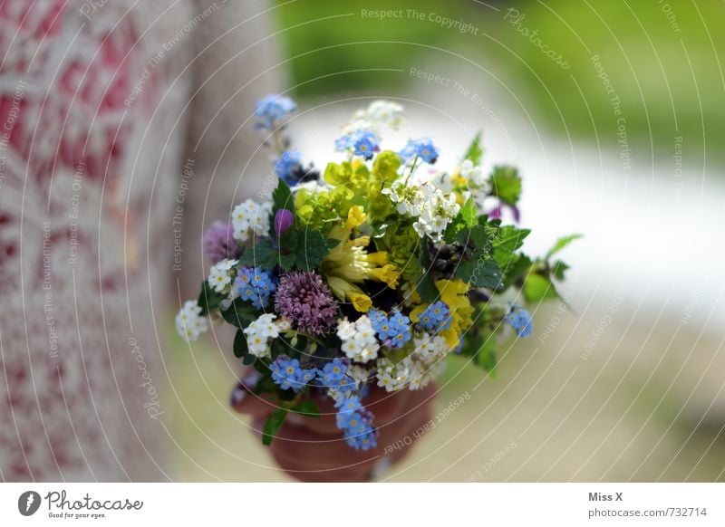 Glückwunsch Valentinstag Muttertag Hochzeit Geburtstag Mensch Kind Junge Frau Jugendliche 1 Blume Blüte Blühend Duft niedlich mehrfarbig Gefühle Stimmung