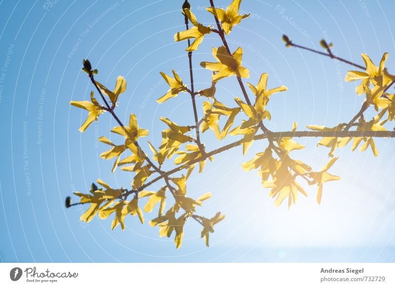 Forsythe Natur Pflanze Himmel Wolkenloser Himmel Frühling Schönes Wetter Sträucher Blüte Forsythienblüte Forsithie Freundlichkeit hell blau gelb Lebensfreude