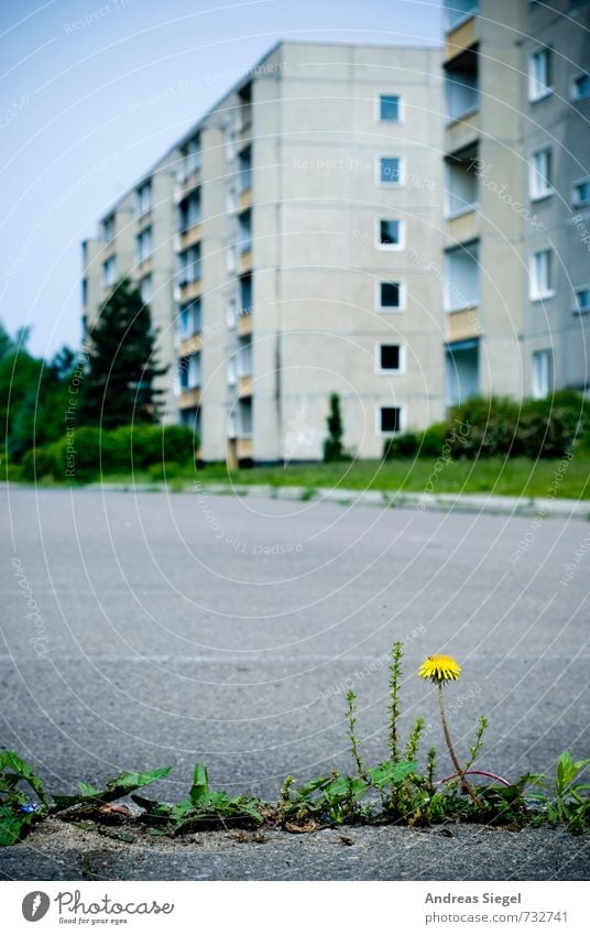 Blick in die Vergangenheit Umwelt Erde Pflanze Blume Grünpflanze Löwenzahn Stadt Menschenleer Haus Hochhaus Architektur Wohnhochhaus Plattenbau Verkehrswege