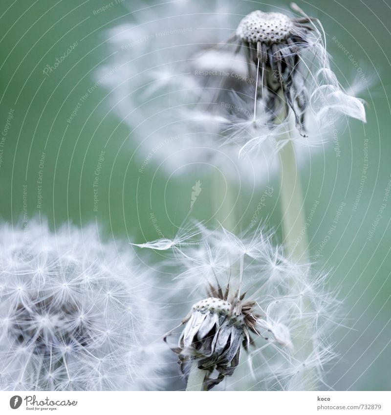 zweiter frühling. Umwelt Natur Pflanze Frühling Herbst Blume Blüte Löwenzahn Pusteblume alt berühren Blühend verblüht dehydrieren einfach natürlich weich grau