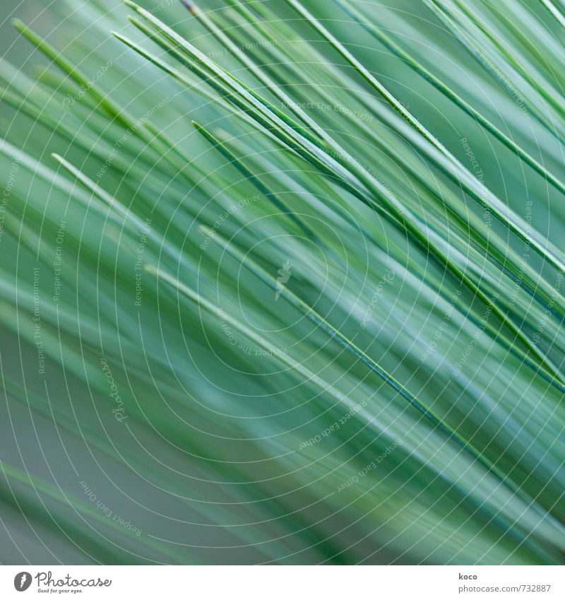 Schräglage. Umwelt Natur Pflanze Frühling Sommer Baum Gras Blatt Grünpflanze Nadelbaum Linie Wachstum einfach Spitze grün weiß ästhetisch Zufriedenheit Farbfoto