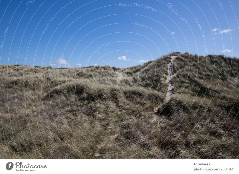 Dünenweg Landschaft Sand Himmel Schönes Wetter Gras Küste Strand Nordsee Wüste natürlich ruhig Natur Ferien & Urlaub & Reisen Zufriedenheit Dünengras Stranddüne