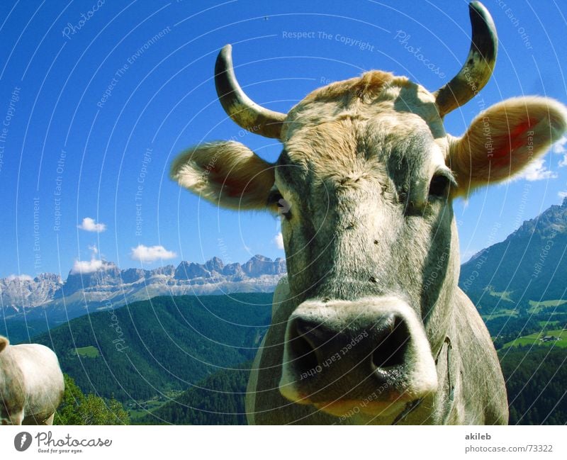 Bergkuh Kuh Tier Ferien & Urlaub & Reisen Dolomiten Wachsamkeit wach Berge u. Gebirge Himmel blau Interesse