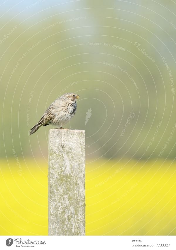 Grauammer Umwelt Natur Tier Wildtier Vogel 1 gelb grau Singvögel Holzpfahl sitzen Farbfoto Außenaufnahme Menschenleer Textfreiraum oben Tag