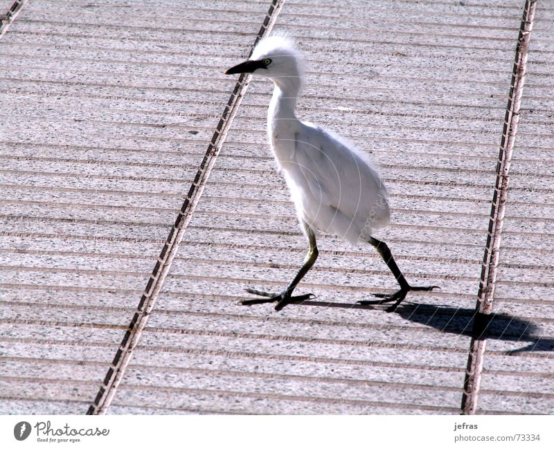 taking a walk Natur Tier animals birds walking isolated funny