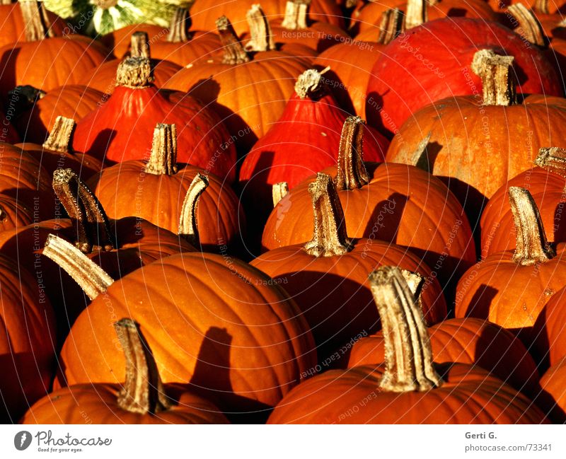 wolle Rose kaufe? gelb Stengel lecker Kürbissuppe Lebewesen Herbst Kürbiszeit Ernährung Lebensmittel hart Halloween Erntedankfest Unikat Küche Ausstellung