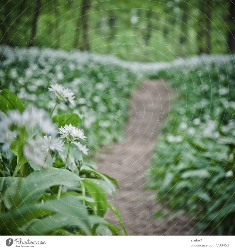 Waldgeruch Frühling Pflanze Wege & Pfade wandern braun grün weiß Natur Wachstum Ziel Bärlauch Auwald Farbfoto Außenaufnahme Textfreiraum oben Textfreiraum Mitte