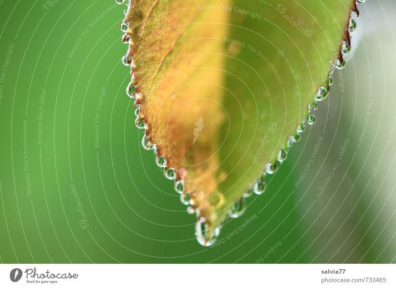 Regenperlen Umwelt Natur Pflanze Frühling Sommer Herbst Baum Blatt Grünpflanze Garten Park Wald berühren nass gelb grün ruhig Wachstum Wandel & Veränderung